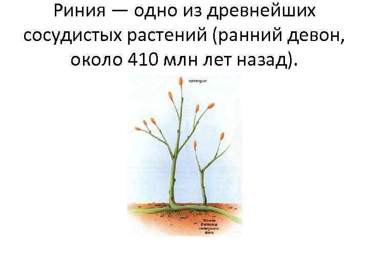 Риния — одно из древнейших сосудистых растений (ранний девон, около 410 млн лет назад).