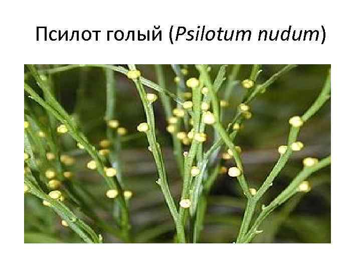 Псилот голый (Psilotum nudum) 