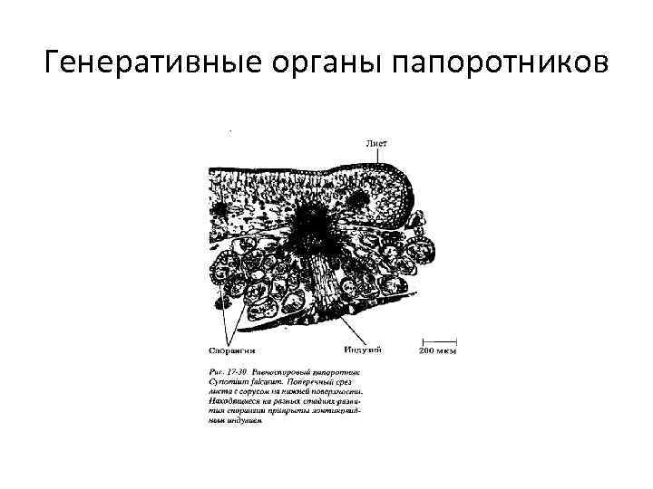 Генеративные органы папоротников 