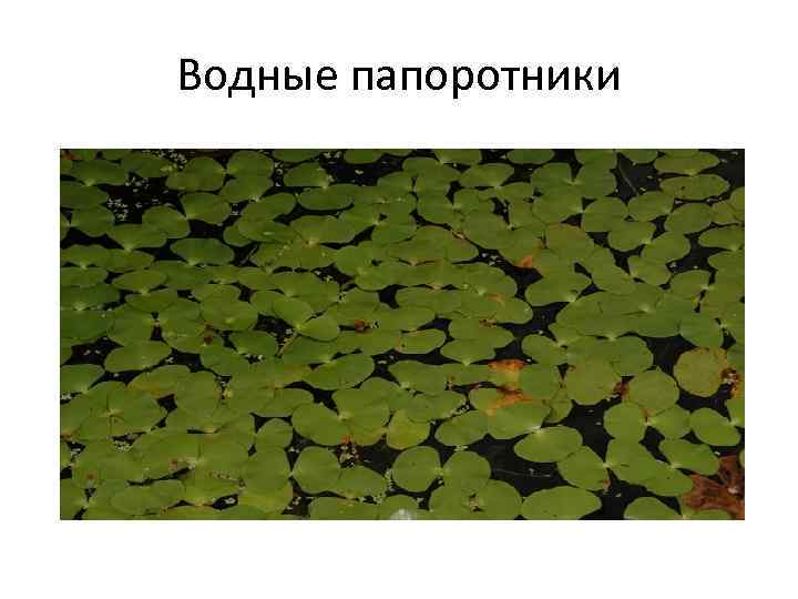 Водные папоротники 
