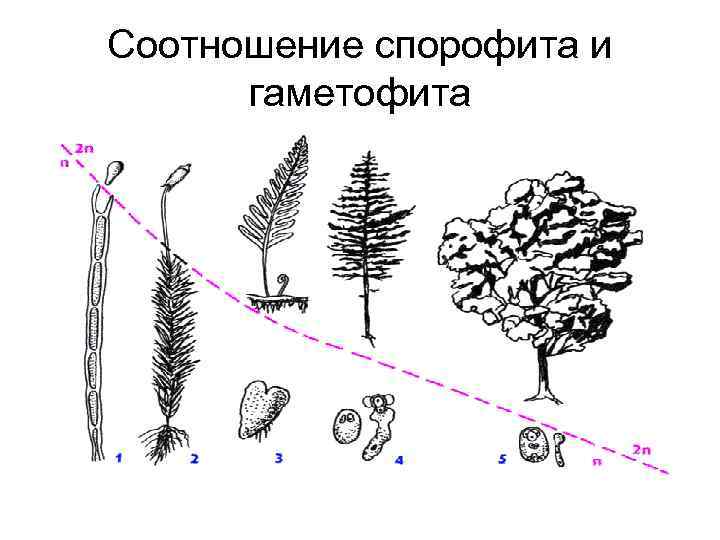 Соотношение спорофита и гаметофита 