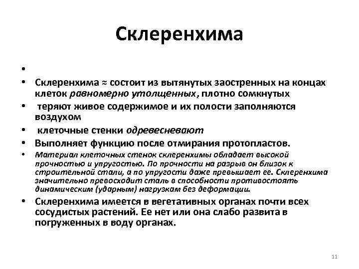 Склеренхима • • Склеренхима ≈ состоит из вытянутых заостренных на концах клеток равномерно утолщенных,