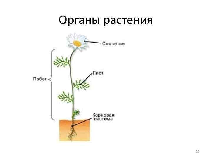 Органы растения 20 