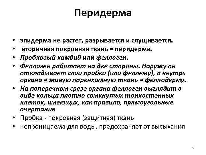 Перидерма эпидерма не растет, разрывается и слущивается. вторичная покровная ткань ≈ перидерма. Пробковый камбий