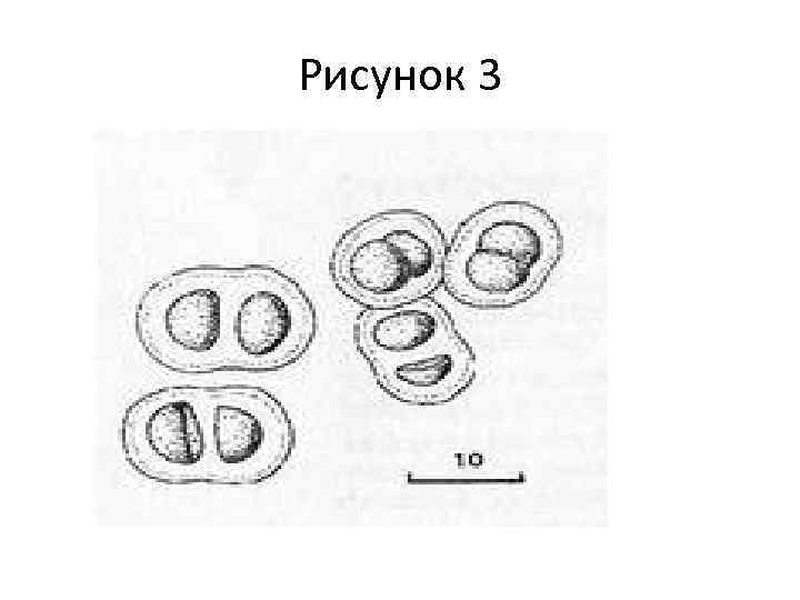 Рисунок 3 