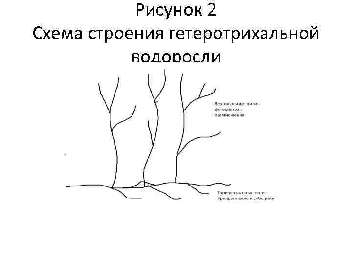 Рисунок 2 Схема строения гетеротрихальной водоросли 