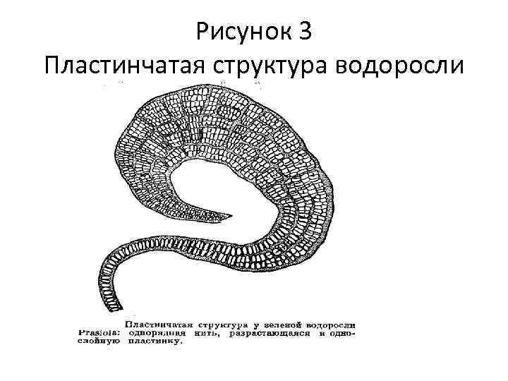 Рисунок 3 Пластинчатая структура водоросли 