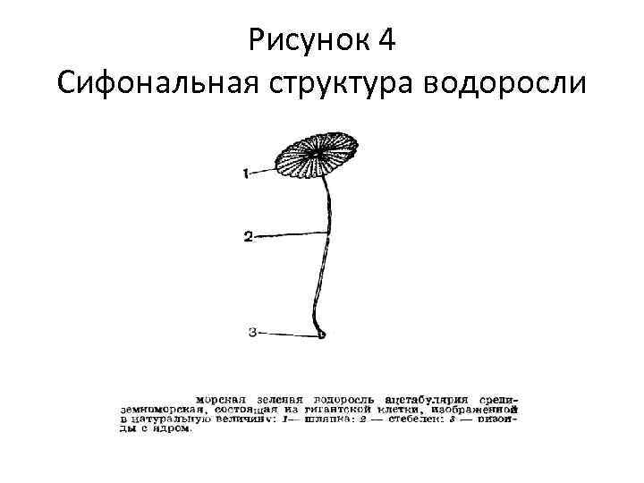 Рисунок 4 Сифональная структура водоросли 