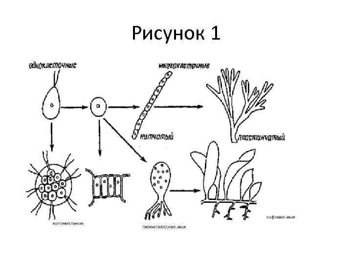 Рисунок 1 