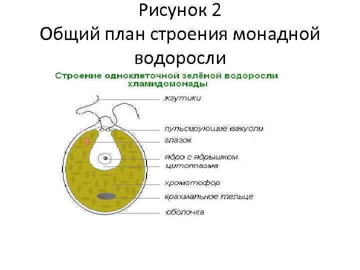 Рисунок 2 Общий план строения монадной водоросли 