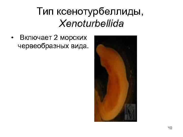 Тип ксенотурбеллиды, Xenoturbellida • Включает 2 морских червеобразных вида. 10 