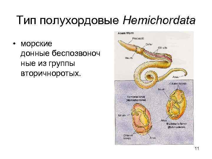 Тип полухордовые Hemichordata • морские донные беспозвоноч ные из группы вторичноротых. 11 