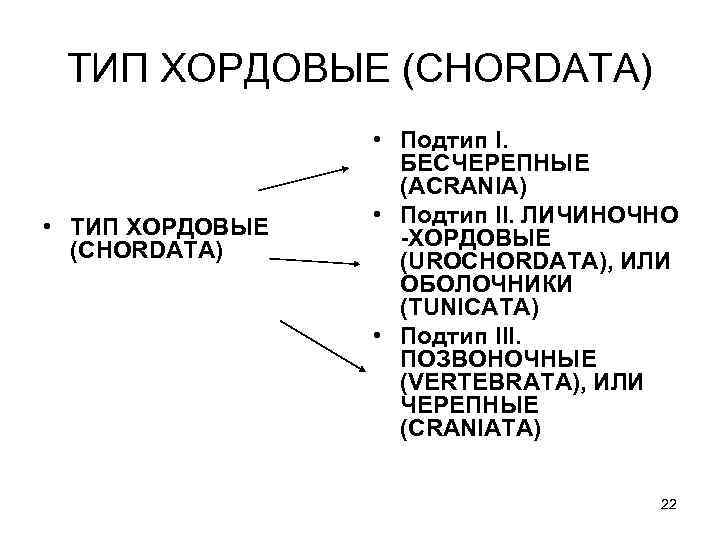 ТИП ХОРДОВЫЕ (CHORDATA) • Подтип I. БЕСЧЕРЕПНЫЕ (ACRANIA) • Подтип II. ЛИЧИНОЧНО -ХОРДОВЫЕ (UROCHORDATA),