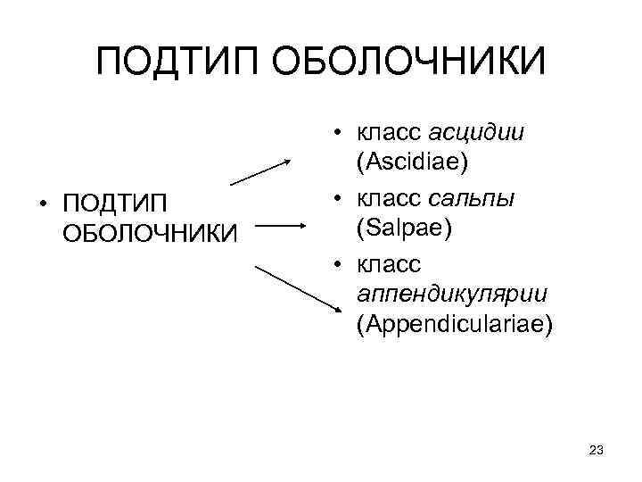 ПОДТИП ОБОЛОЧНИКИ • класс асцидии (Ascidiae) • класс сальпы (Salpae) • класс аппендикулярии (Appendiculariae)