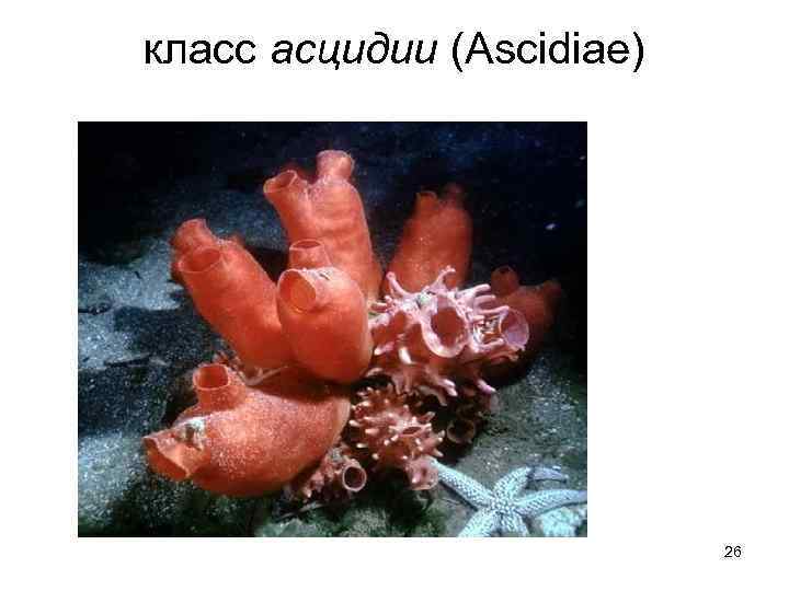 класс асцидии (Ascidiae) 26 