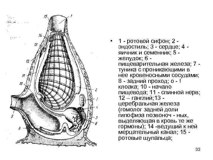  • 1 - ротовой сифон; 2 - эндостиль; 3 - сердце; 4 -