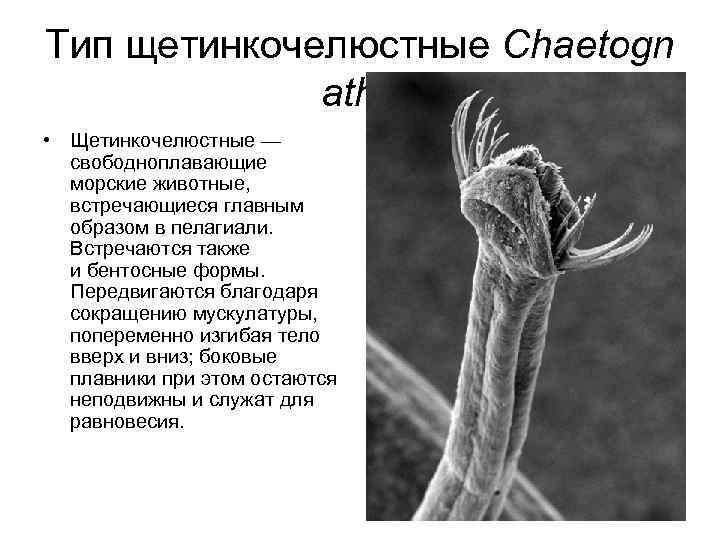 Тип щетинкочелюстные Chaetogn atha • Щетинкочелюстные — свободноплавающие морские животные, встречающиеся главным образом в