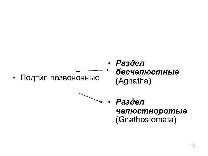  • Подтип позвоночные • Раздел бесчелюстные (Agnatha) • Раздел челюстноротые (Gnathostomata) 16 