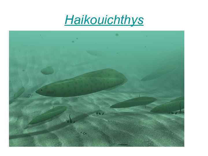 Haikouichthys 