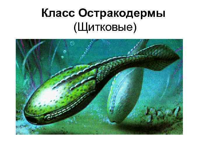 Класс Остракодермы (Щитковые) 
