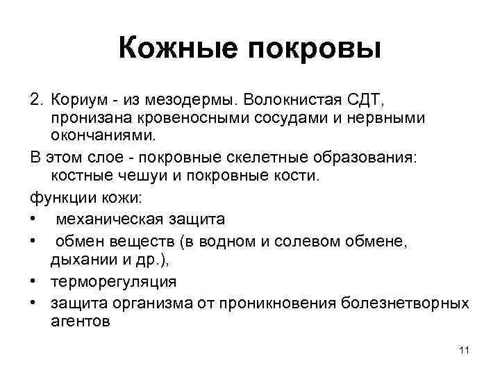 Кожные покровы 2. Кориум - из мезодермы. Волокнистая СДТ, пронизана кровеносными сосудами и нервными