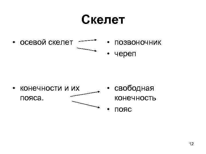Скелет • осевой скелет • позвоночник • череп • конечности и их пояса. •