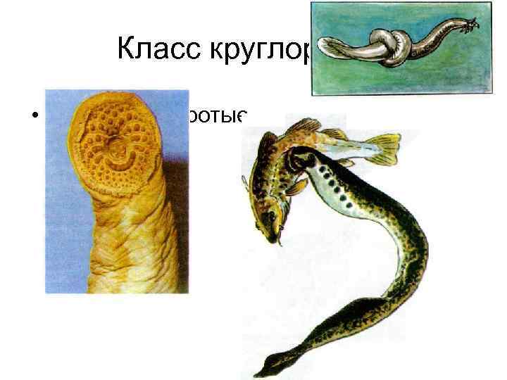 Класс круглоротые • Класс круглоротые 