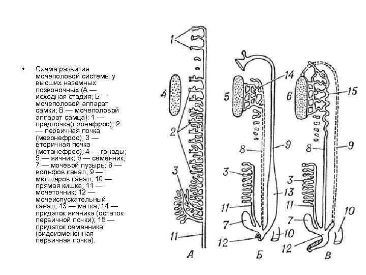  • Схема развития мочеполовой системы у высших наземных позвоночных (А — исходная стадия;