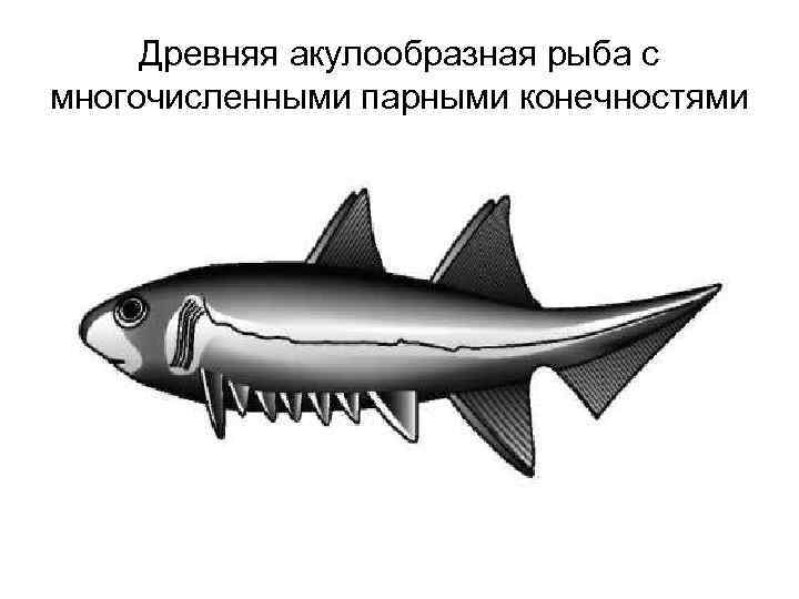 Древняя акулообразная рыба с многочисленными парными конечностями 