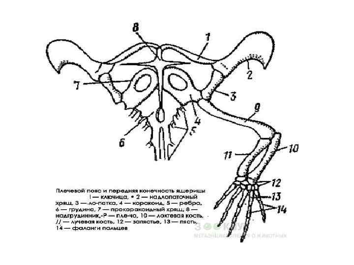 Скелет пояса задних конечностей птиц. Скелет лягушки пояс передних конечностей. Пояс задних конечностей лягушки. Пояс передних конечностей черепахи. Строение задней конечности лягушки.