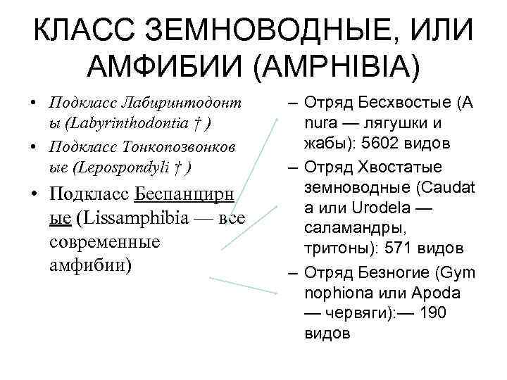 КЛАСС ЗЕМНОВОДНЫЕ, ИЛИ АМФИБИИ (AMPHIBIA) • Подкласс Лабиринтодонт ы (Labyrinthodontia † ) • Подкласс