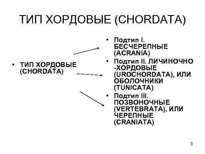 ТИП ХОРДОВЫЕ (CHORDATA) • Подтип I. БЕСЧЕРЕПНЫЕ (ACRANIA) • Подтип II. ЛИЧИНОЧНО -ХОРДОВЫЕ (UROCHORDATA),