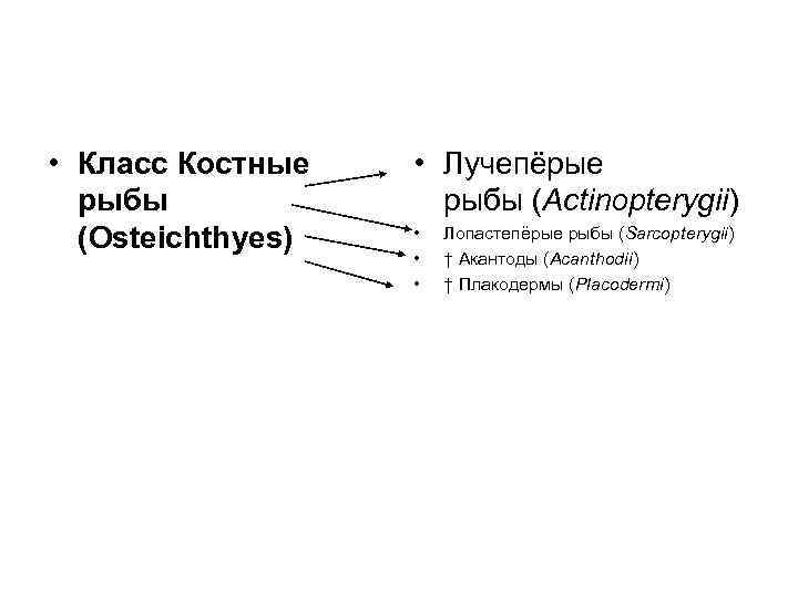  • Класс Костные рыбы (Osteichthyes) • Лучепёрые рыбы (Actinopterygii) • • • Лопастепёрые