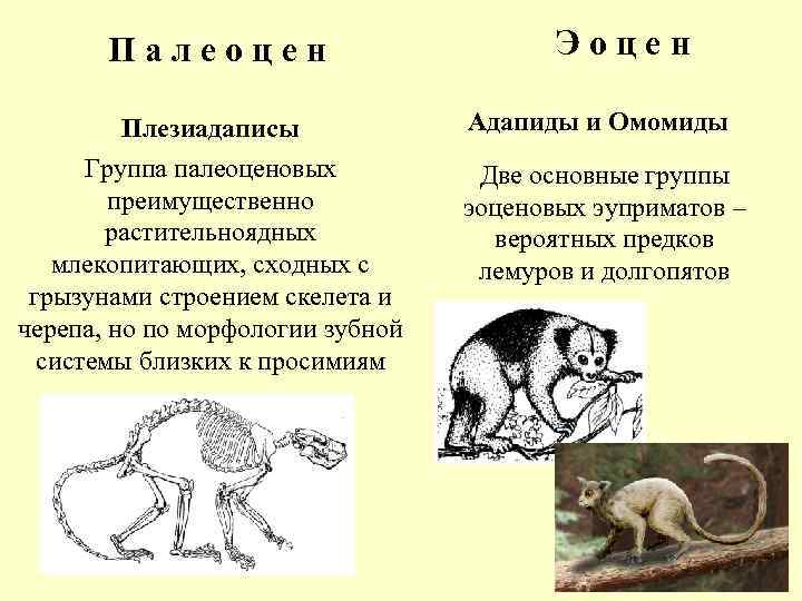 Палеоцен Эоцен Плезиадаписы Адапиды и Омомиды Группа палеоценовых преимущественно растительноядных млекопитающих, сходных с грызунами