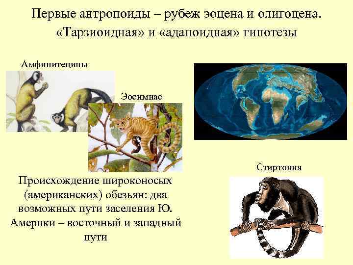 Первые антропоиды – рубеж эоцена и олигоцена. «Тарзиоидная» и «адапоидная» гипотезы Амфипитецины Эосимиас Стиртония
