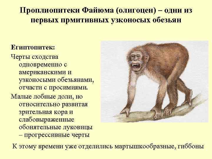 Проплиопитеки Файюма (олигоцен) – одни из первых прмитивных узконосых обезьян Египтопитек: Черты сходства одновременно