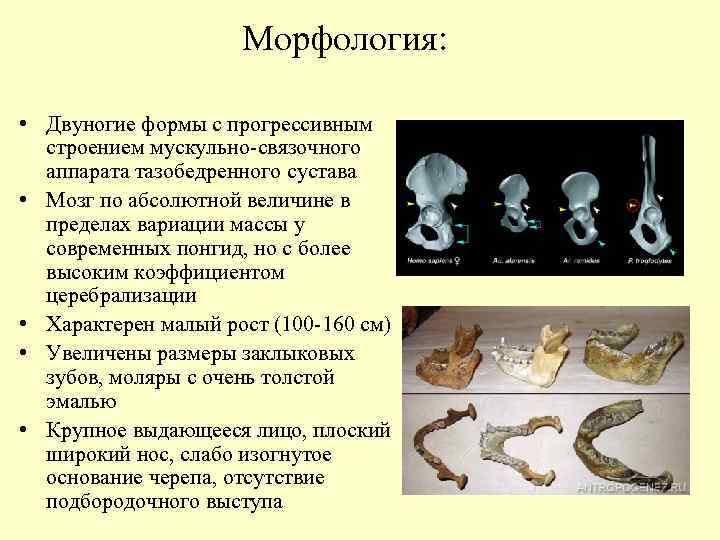 Морфология: • Двуногие формы с прогрессивным строением мускульно-связочного аппарата тазобедренного сустава • Мозг по