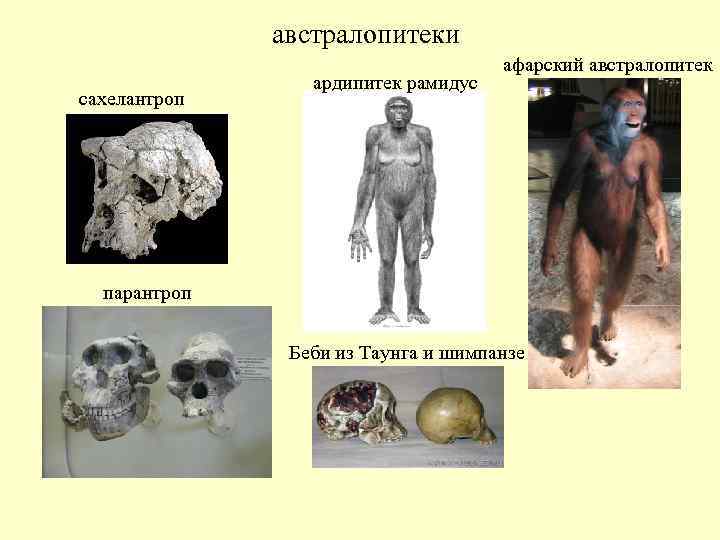 Афарский австралопитек презентация