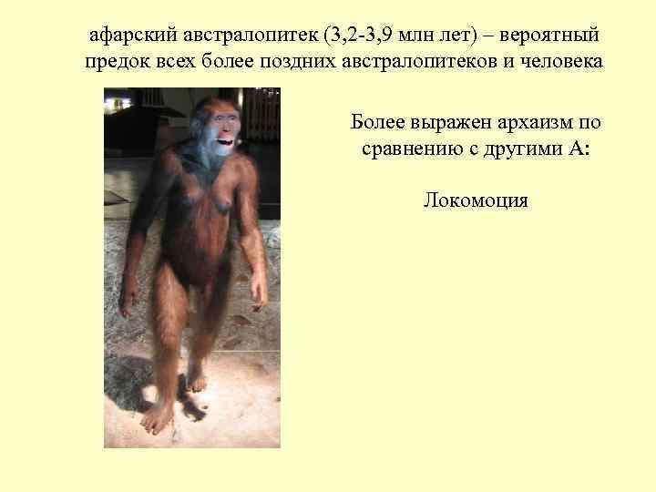 афарский австралопитек (3, 2 -3, 9 млн лет) – вероятный предок всех более поздних