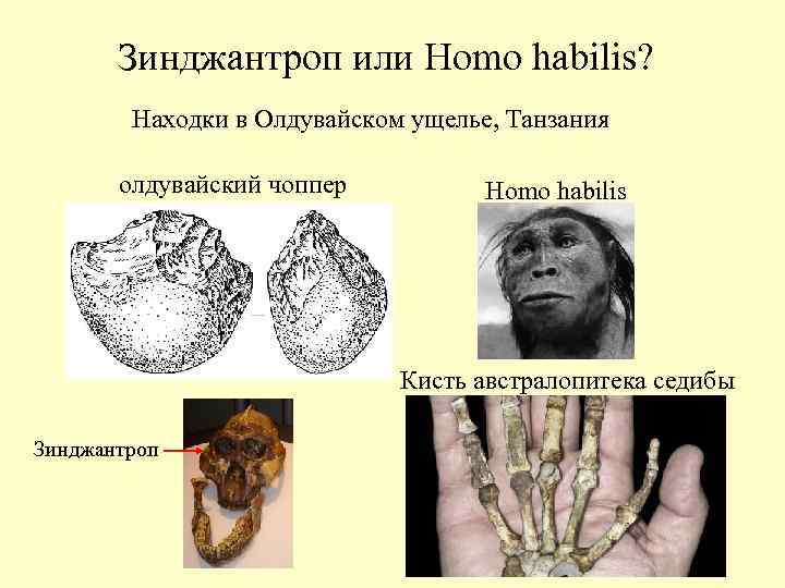Зинджантроп или Homo habilis? Находки в Олдувайском ущелье, Танзания олдувайский чоппер Homo habilis Кисть