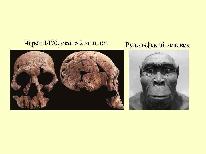 Череп 1470, около 2 млн лет Рудольфский человек 