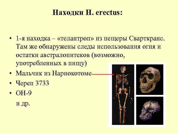 Находки H. erectus: • 1 -я находка – «телантроп» из пещеры Сварткранс. Там же