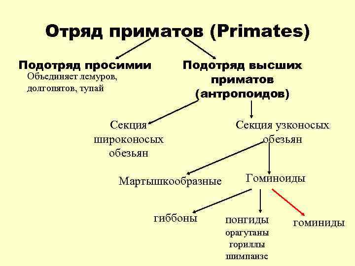 Эволюция приматов схема 9 класс