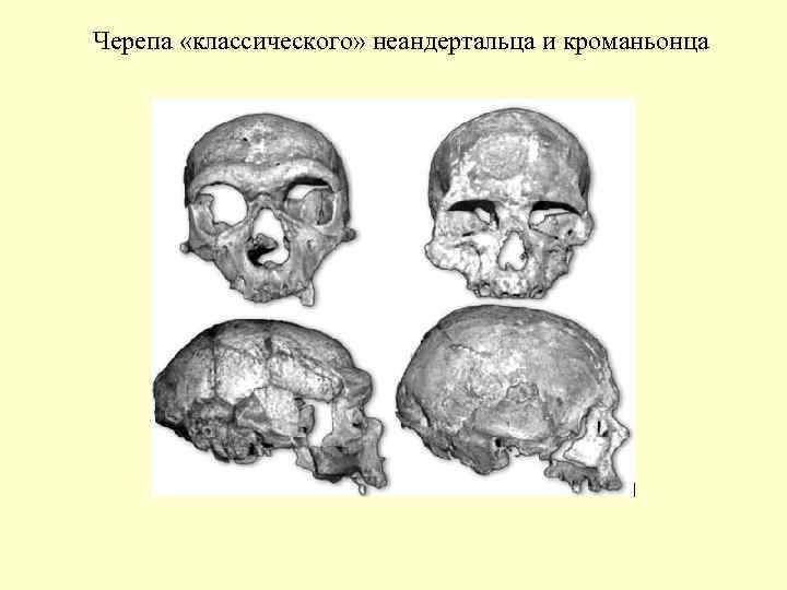 Черепа «классического» неандертальца и кроманьонца 