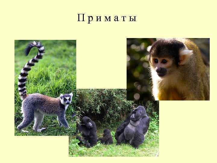 П р и м а т ы 