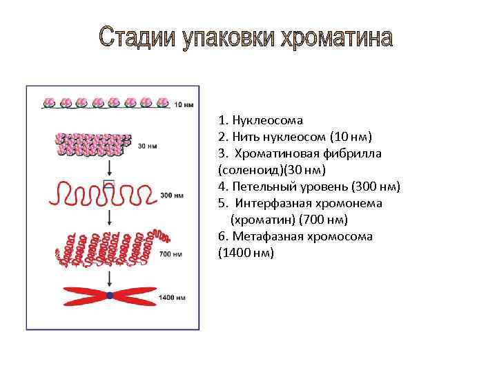 Антитела к нуклеосомам