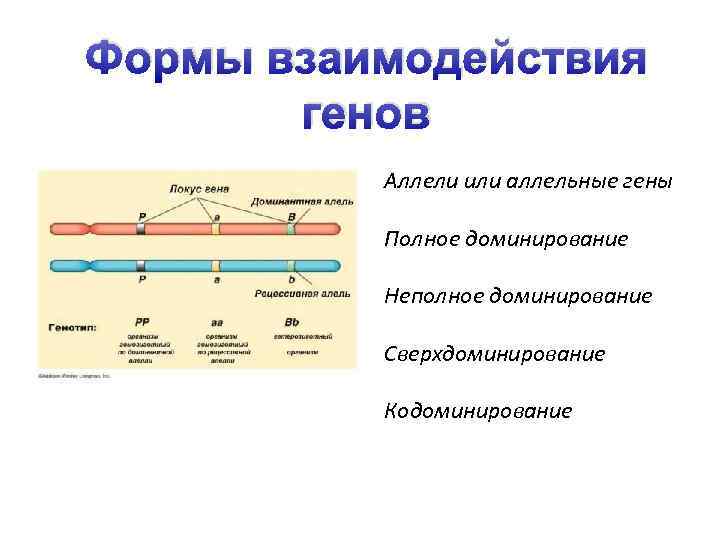 Формы взаимодействия генов Аллели или аллельные гены Полное доминирование Неполное доминирование Сверхдоминирование Кодоминирование 