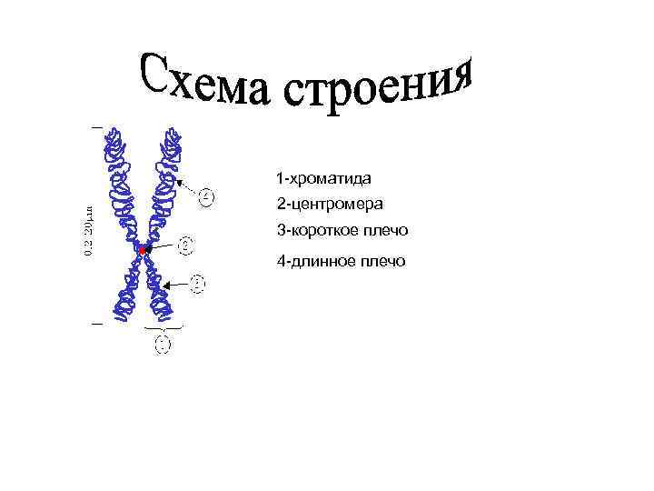 Схема строения хромосомы