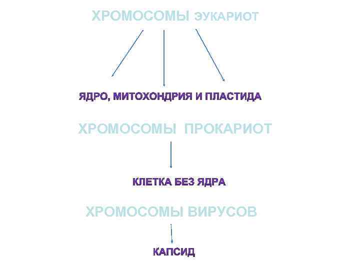 ХРОМОСОМЫ ЭУКАРИОТ ХРОМОСОМЫ ПРОКАРИОТ ХРОМОСОМЫ ВИРУСОВ 