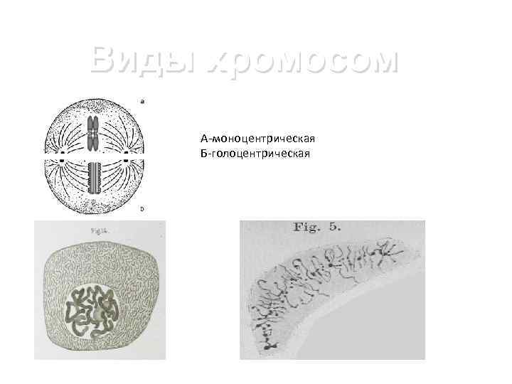 Виды хромосом А-моноцентрическая Б-голоцентрическая 